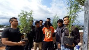 Marijuana Cultivation On The Roof Of The House, 2 Teenagers In Mataram NTB Arrested