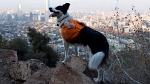 Perkenalkan Sam, Anjing Pahlawan Super Pembasmi Sampah di Chili