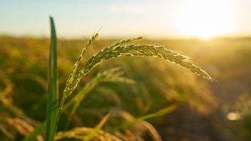 水稻种子生产力高，M70D品种有望为农民带来福祉