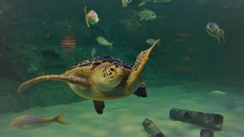 海龟返回里约热内卢和其他被人类入侵的动物