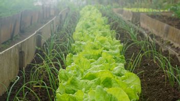 市場で野菜を買う代わりに、南東スラウェシの住民は庭に植えるように勧められ、インフレを抑えることができます