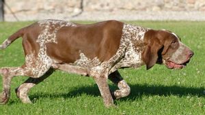 Bracco Italiano, Salah Satu Ras Anjing Pemburu Kuno Italia Resmi Masuk Daftar American Kennel Club