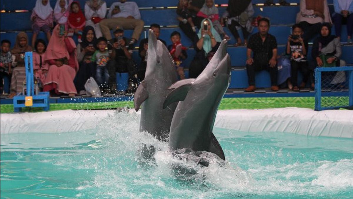 الدلافين التي تعصف بها لوسنتا لونا في سانور بالي أخليت