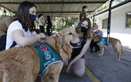 Studi Sebut Anjing Pelacak Dapat Membedakan Virus Corona dengan 15 Patogen Pernafasan Lainnya