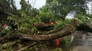 3 Trees Fall During Rain In Tangerang, Overtake Electric Poles To Road Hall