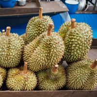 Mengetahui Kalender Emas: Kapan Musim Durian di Indonesia Mencapai Puncaknya?