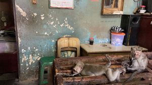 Miris, Penjualan Anak Monyet Ekor Panjang di Pasar Satria Bali