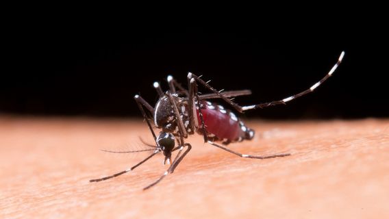 What Is The Original Name Of The Mosquito? The Answer Makes Mindblowing