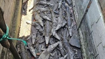 Kepri地区警方未能将数十名Muara鳄鱼婴儿走私到泰国