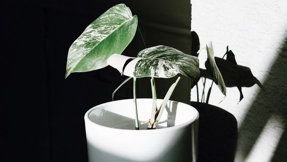 Les Facteurs Qui Causent Les Plantes Monstera Variegata Sont Chers