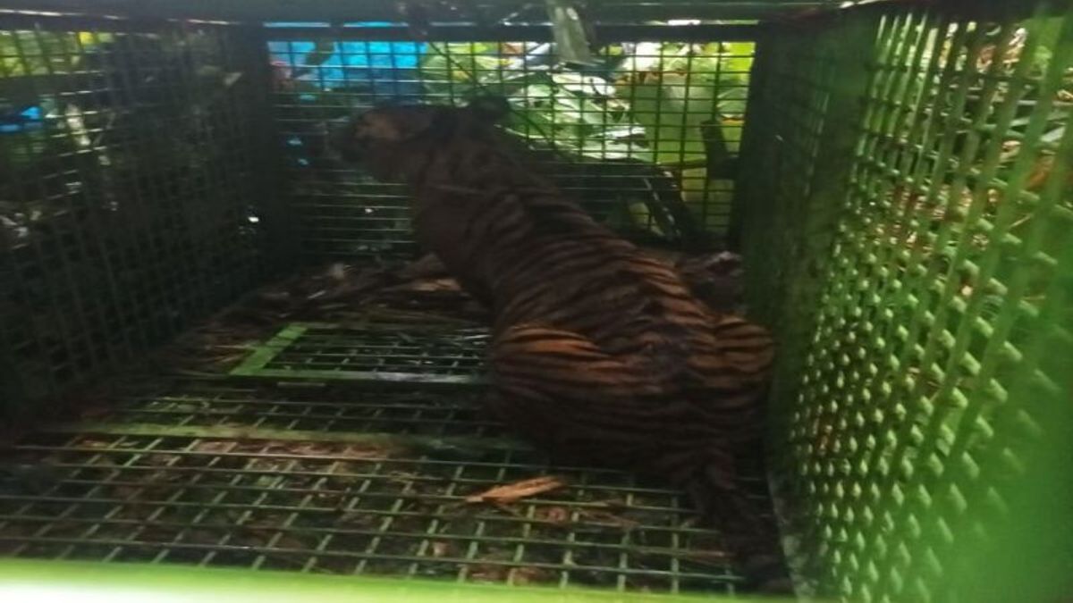 Harimau Pemangsa Manusia di Suoh Lampung Barat Berhasil Ditangkap