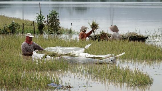 180 Hektare Sawah di Torue Parigi Moutong Rusak Akibat Banjir