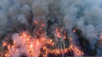 Karhutla di Pedamaran OKI Sumsel Berhasil Dijinakan dengan Bom Air
