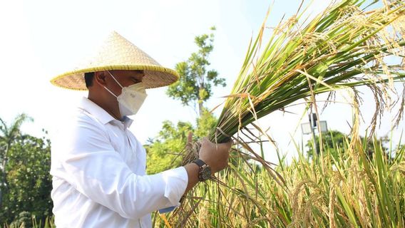 Punya Program Kedaulatan Pangan, Eri Cahyadi Panen Padi di Taman Surya Balai Kota Surabaya