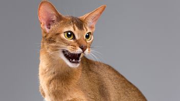 6 أنواع من الروائح التي تكرهها القطط ، يمكن استخدامها للتدريب على استخدام المرحاض
