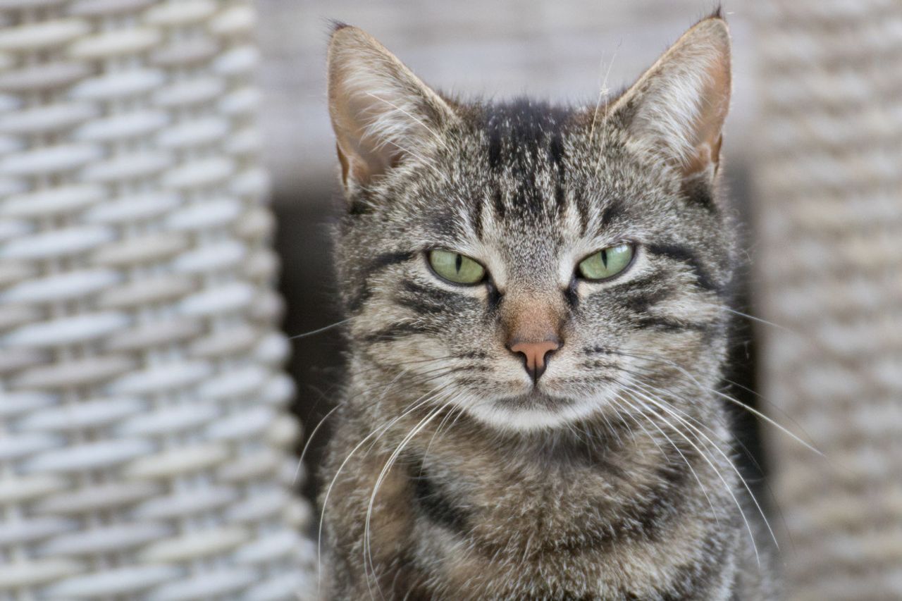 嗅覚を通じて情報にアクセスするための猫へのフレーメンの反応を認識する