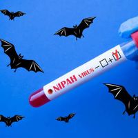 Penyebaran Virus Nipah di India Mengkhawatirkan, Potensi Jadi Pandemi Baru?