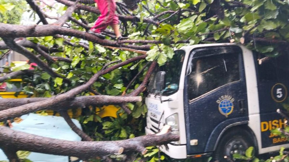 Hujan dan Angin Kencang, Mobil Dishub di Kantor Kecamatan Kebon Jeruk Tertimpa Pohon