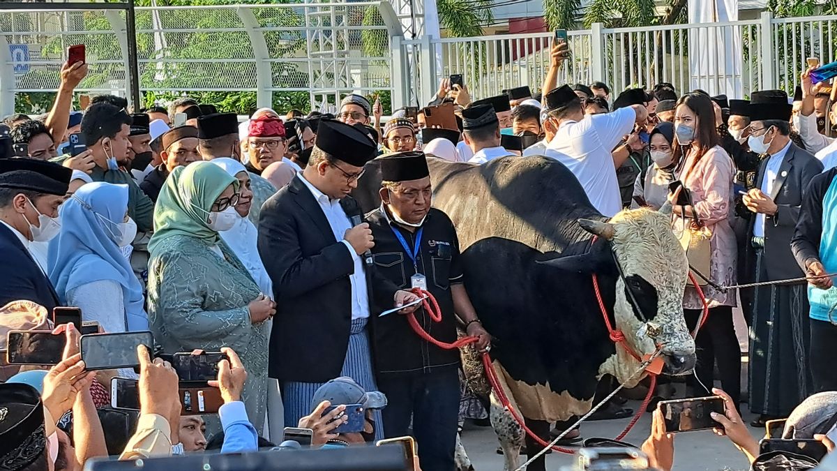 Anies Baswedan Serahkan Kurban Sapi Bernomor 024 Seberat 1,2 Ton