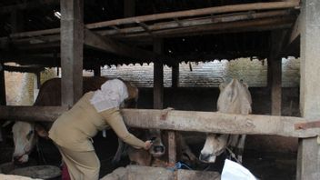 PMK di Mataram NTB Melonjak  Jadi 82 Kasus, Paling Banyak Terpapar Ternak Sapi
