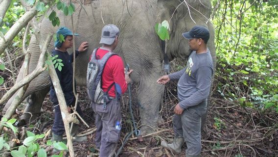 Kawanan Gajah Rusak Kebun Sawit hingga Pondok Warga di Aceh Timur