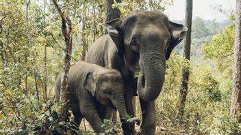 Penyelidikan Kasus Kekerasan Gajah Hamil yang Mati Berdiri di India