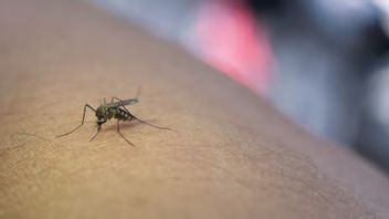 Tropical Mosquito Found In South Korea For The First Time