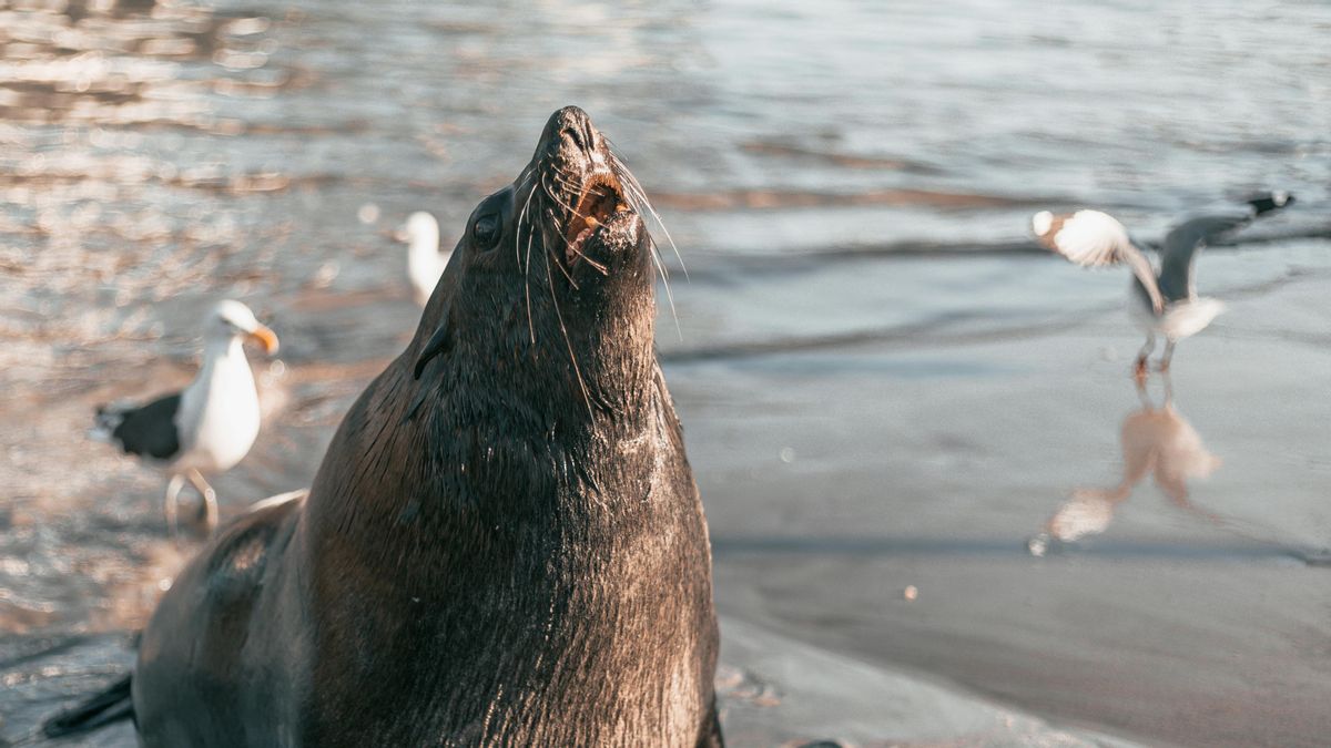 Une épidémie de rabbie sur les chiens de mer dans le Cap-City