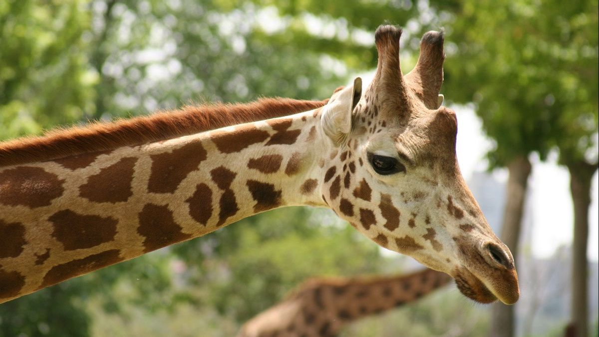 世界上最古老的长颈鹿死亡，有14只幼崽，共有61个后代