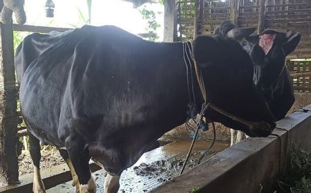 Puluhan Sapi di Kota Batu Diduga Terjangkit PMK