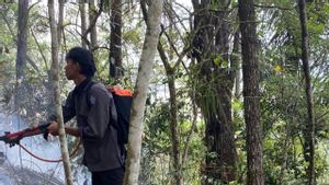Si Jago Merah Lalap 5 Hektare Hutan Pinus di Agam Sumbar