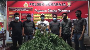 La Police Révèle La Culture De La Marijuana Sous Le Couvert D’une Plantation De Café à Seluma Bengkulu, 2 Acteurs Sont Chassés