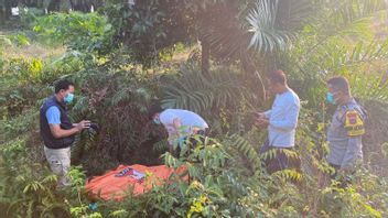 irrésistible, les personnes âgées ont été trouvées mal satisfaites au milieu du jardin de sawit de Merawang Bangka
