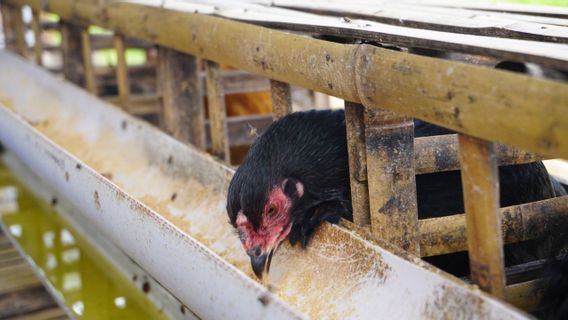 在来鶏の飼育方法と販売方法はこちら