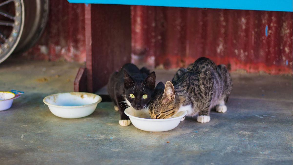 飼い主は病気になり、170匹の猫が飲酒せずに夏の間、家で放棄された