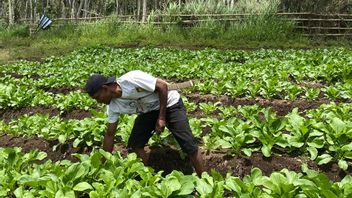 ero, le ciel chaud sur Terre Mataloko, un producteur de légumes dans le ciel géophysique