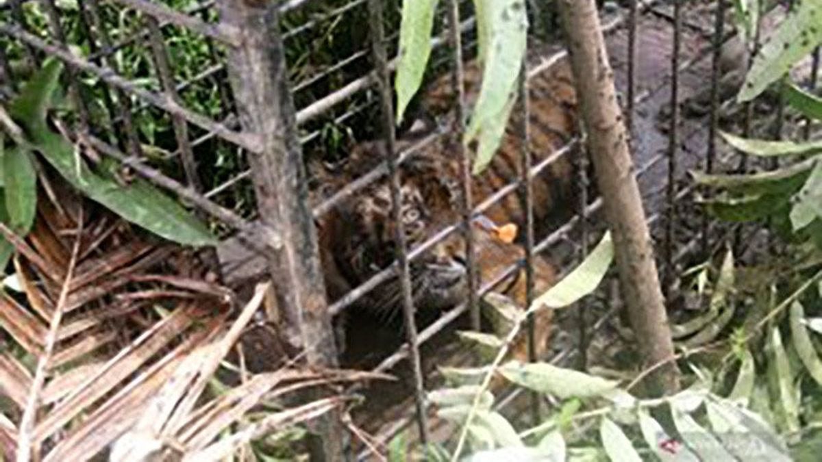 70 Percent Of Tiger Habitat In Sumatra Is Outside Conservation Areas