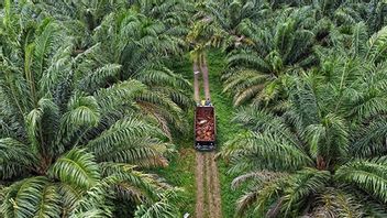 Tak Ada Izin Baru Sawit, Pemprov Papua Barat Tegaskan Perlindungan Hak Adat