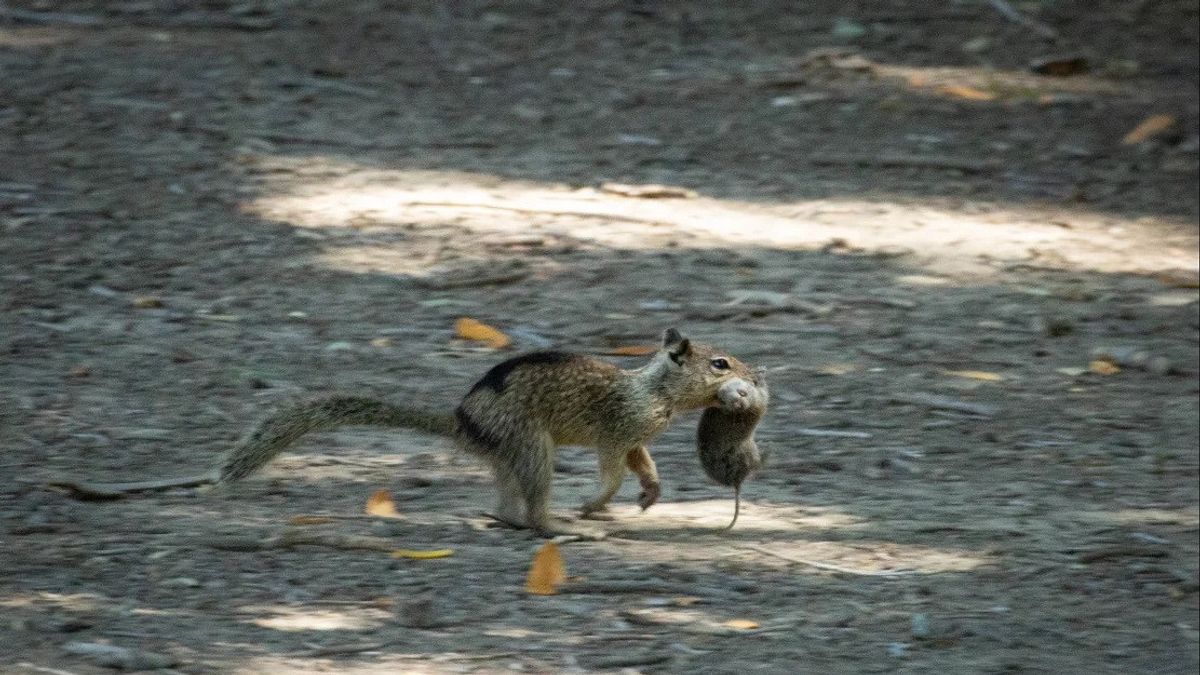 Californie : une première fois qu'on mange un autre animal enrôlé