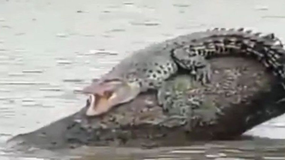 Residents Of East Kotawaringin Surprised By Crocodile Sunbathing On The River
