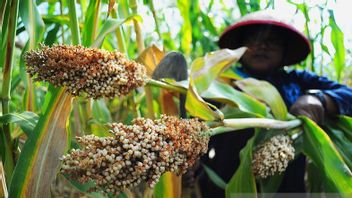 الذرة الرفيعة، بديل للتغلب على أزمة الغذاء في إندونيسيا والعالم