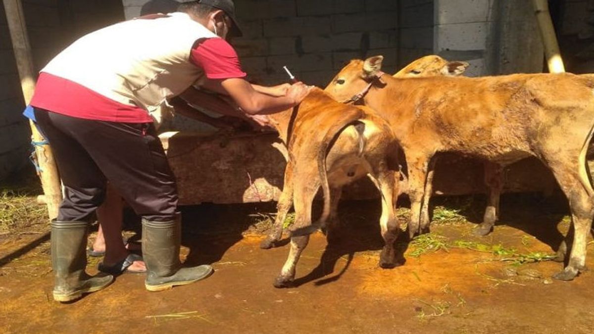 There Are 17 Cattle With Symptoms Similar To FMD Spread In Three Sub-Districts Of Sumenep