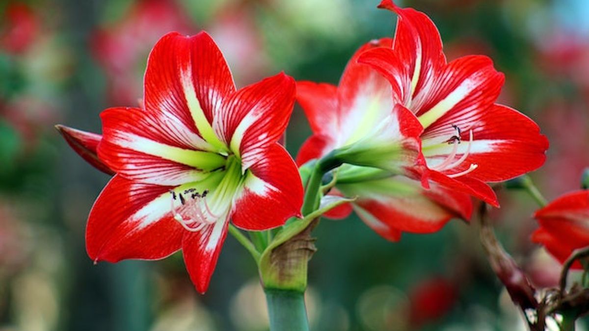 Selain Digunakan Sebagai Tanaman Hias, Bunga Ini Juga Punya Manfaat Bagi Kesehatan