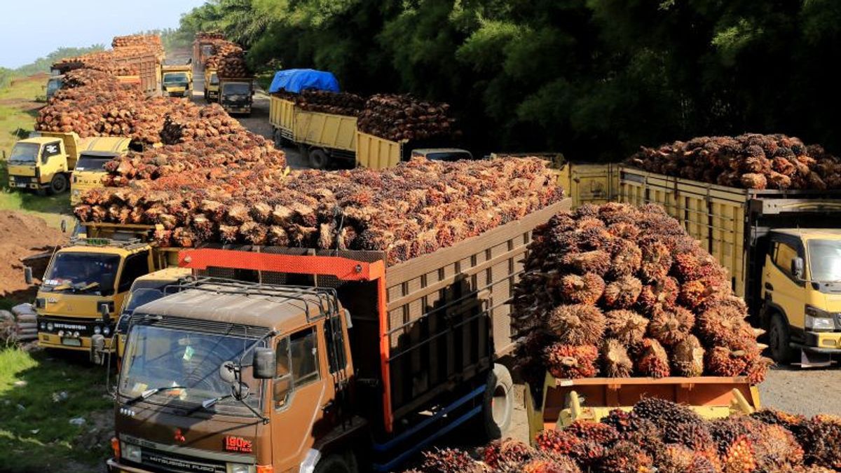 Palm Farmers Organization Appreciates Jokowi's Steps To Open CPO Export Faucet