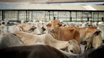 弗里斯兰国旗提供1.2万头牛，ID FOOD为饲料准备土地
