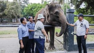 Semarang Zoo Kedatangan 2 Gajah Sumatera Hibah dari Taman Wisata Candi Borobudur