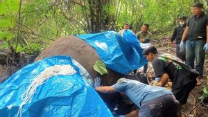 Gajah Molly Dies Dragged By The Cengceng River, Gianyar Bali