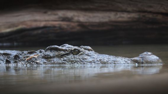 Australian Soldier Seriously Injured By Crocodile Attack While Swimming In A Fishing Village