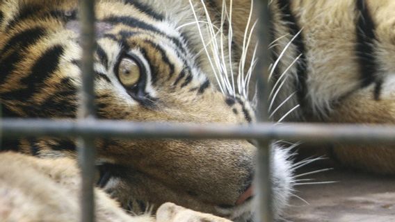 Goosebumps, Story Of Bengkulu Residents Seeing 2 Tigers Entering The Chili Farm, Initially Thinking Of Forest Cats