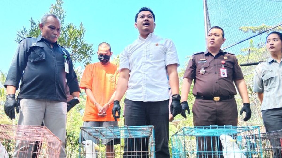 Polresta Yogyakarta Tangkap Penjual 100 Ekor Kakatua Paruh Bengkok